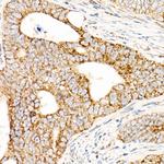 AFG3L2 Antibody in Immunohistochemistry (Paraffin) (IHC (P))