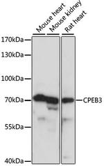 CPEB3 Antibody in Western Blot (WB)