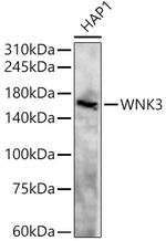 WNK3 Antibody in Western Blot (WB)