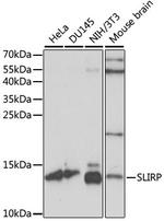 SLIRP Antibody in Western Blot (WB)