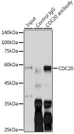 Cdc20 Antibody in Immunoprecipitation (IP)