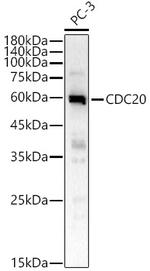 Cdc20 Antibody in Western Blot (WB)