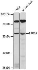 FARSA Antibody in Western Blot (WB)