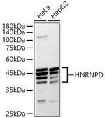 hnRNP D Antibody in Western Blot (WB)