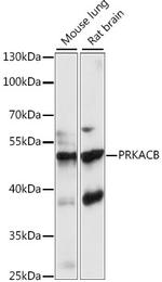 PKA beta Antibody in Western Blot (WB)