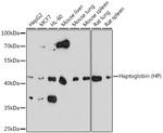 Haptoglobin Antibody in Western Blot (WB)