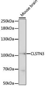 CLSTN3 Antibody in Western Blot (WB)