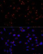 GOLGA5 Antibody in Immunocytochemistry (ICC/IF)