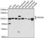 GOLGA5 Antibody in Western Blot (WB)