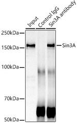 SIN3A Antibody in Immunoprecipitation (IP)