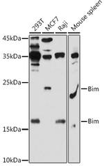 Bim Antibody in Western Blot (WB)