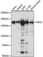 KIF1C Antibody in Western Blot (WB)