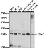 LYPLA2 Antibody in Western Blot (WB)