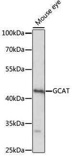 GCAT Antibody in Western Blot (WB)