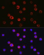 CD11b Antibody in Immunocytochemistry (ICC/IF)