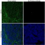 CD11b Antibody in Immunohistochemistry (Paraffin) (IHC (P))