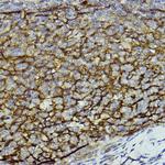 CD11b Antibody in Immunohistochemistry (Paraffin) (IHC (P))