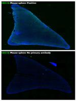 CD11b Antibody in Immunohistochemistry (Paraffin) (IHC (P))