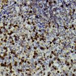 CD11b Antibody in Immunohistochemistry (Paraffin) (IHC (P))