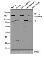 CD11b Antibody in Western Blot (WB)