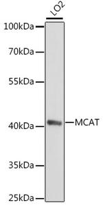 MCAT Antibody in Western Blot (WB)