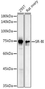 SR-BI Antibody in Western Blot (WB)