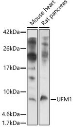 UFM1 Antibody in Western Blot (WB)