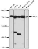 BCMO1 Antibody in Western Blot (WB)