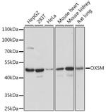 OXSM Antibody in Western Blot (WB)