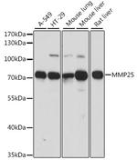 MMP25 Antibody in Western Blot (WB)