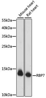 RBP7 Antibody in Western Blot (WB)