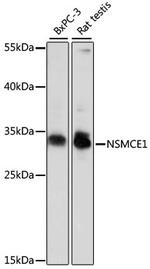 NSMCE1 Antibody in Western Blot (WB)