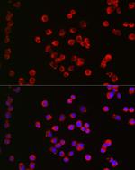 CHRM1 Antibody in Immunocytochemistry (ICC/IF)