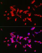 CHRM1 Antibody in Immunocytochemistry (ICC/IF)