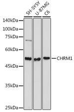 CHRM1 Antibody in Western Blot (WB)