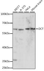 DCT Antibody in Western Blot (WB)