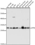 ETFB Antibody in Western Blot (WB)