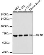 Fibulin 1 Antibody in Western Blot (WB)