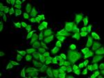 DHFR Antibody in Immunocytochemistry (ICC/IF)