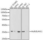 HuR Antibody in Western Blot (WB)