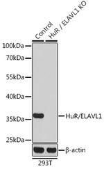 HuR Antibody in Western Blot (WB)