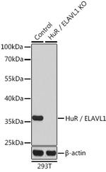 HuR Antibody