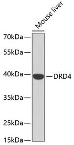 D4 Dopamine Receptor Antibody in Western Blot (WB)