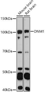 Dynamin 1 Antibody in Western Blot (WB)