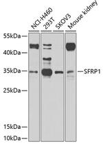 SFRP1 Antibody in Western Blot (WB)