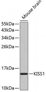 KISS1 Antibody in Western Blot (WB)