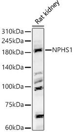 Nephrin Antibody in Western Blot (WB)