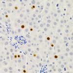 Gemin 2 Antibody in Immunohistochemistry (Paraffin) (IHC (P))