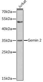 Gemin 2 Antibody in Western Blot (WB)