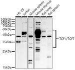 TCF7 Antibody in Western Blot (WB)